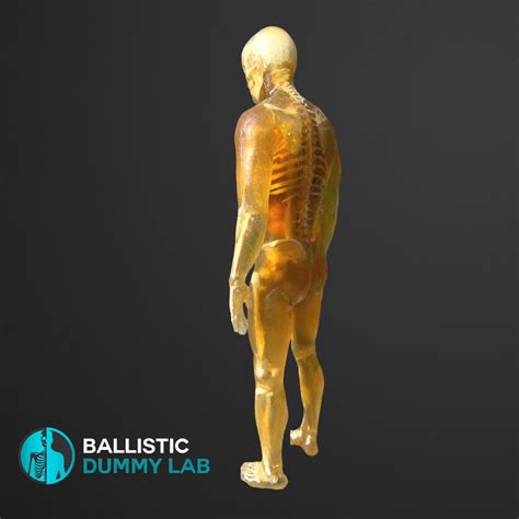 Ballistic Sims (Heads, Torsos, Hands and Bodiesdummies) are a complex combination of analogues brought together to provide a simulant that can be used for a number of technical applications; such as forensic analysis, sniper. . Ballistic dummy cost